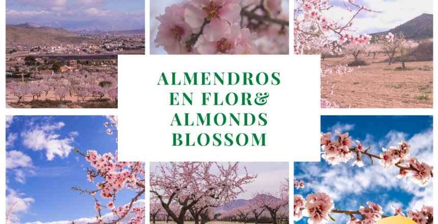 Almonds blossom