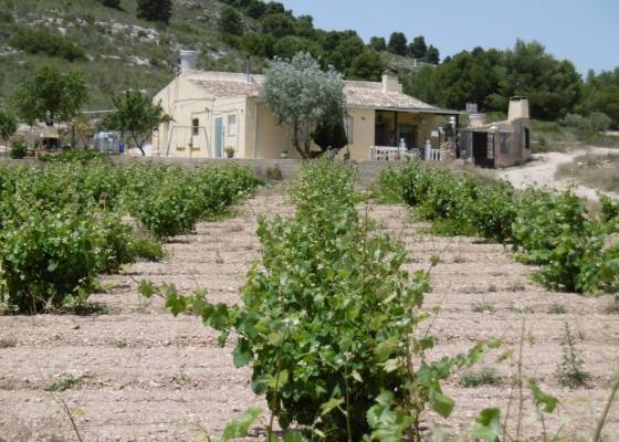 Country house - Resale - Yecla - Yecla