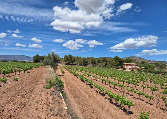 Grond - Resale - Pinoso - IK-83813