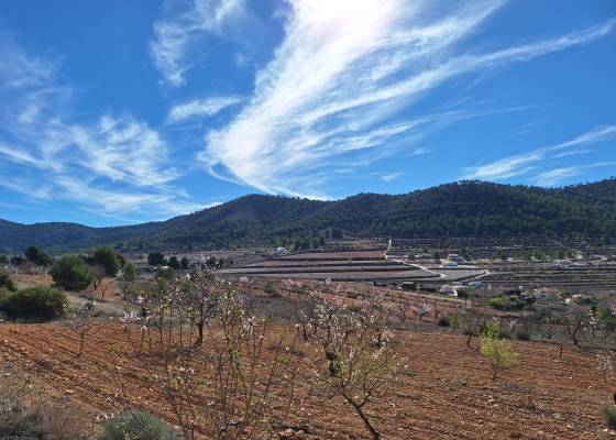 Grond - Revente - Pinoso  - Pinoso