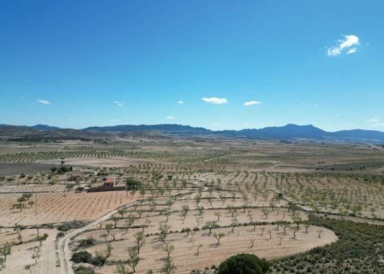 Grond - Revente - Pinoso  - Pinoso