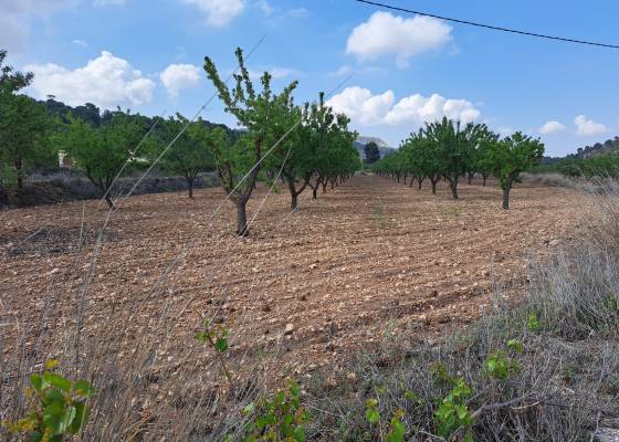 Grond - Revente - Pinoso  - Pinoso