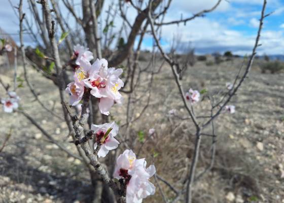 Grond - Revente - Salinas - Salinas