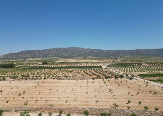 Grond - Venta - Pinoso - Pinoso