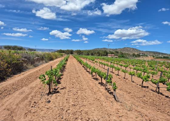 Grond - Wederverkoop - Pinoso - Pinoso