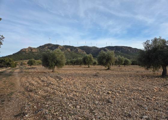 Land - Resale - Jumilla - Jumilla