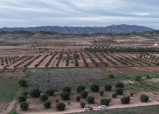 Land - Resale - Jumilla - Jumilla