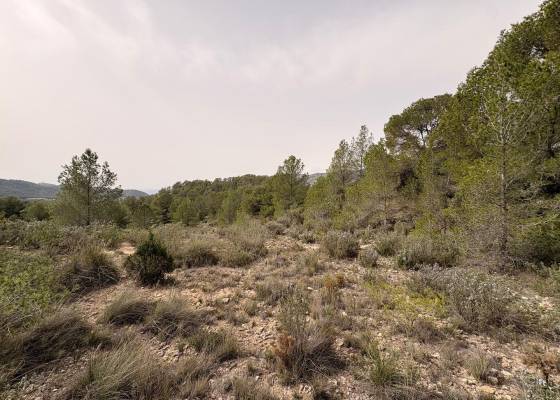 Land - Resale - Petrer - Petrer
