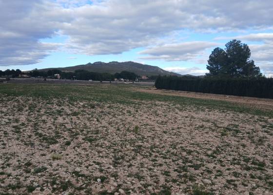Land - Resale - Yecla - ET-71387