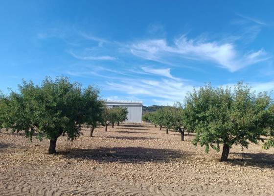 Land - Resale - Yecla - Yecla