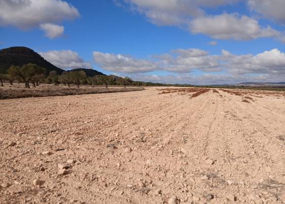 Land - Resale - Yecla - Yecla