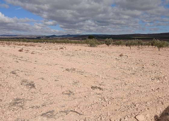 Land - Resale - Yecla - Yecla