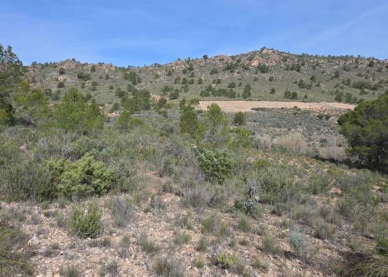 Land - Resale - Yecla - Yecla