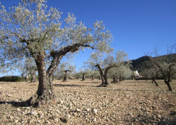 Land - Resale - Yecla - Yecla