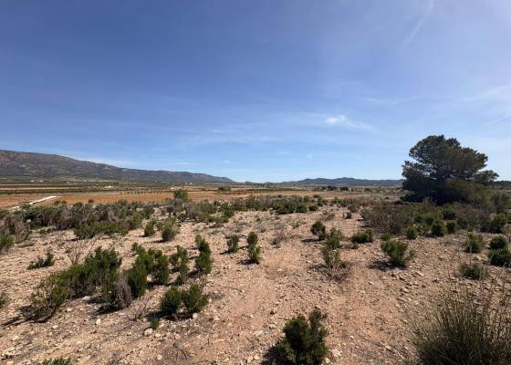 Land - Revente - Pinoso  - Pinoso