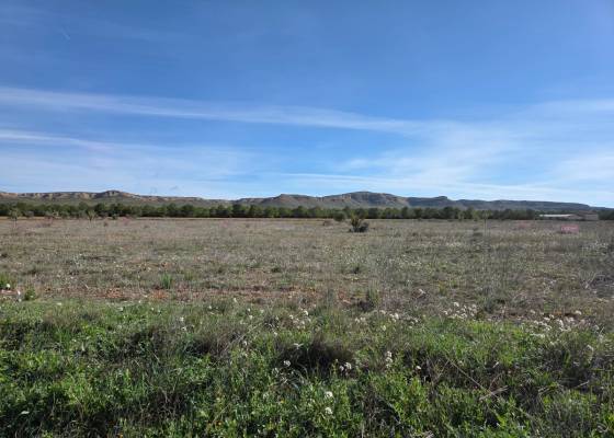 Land - Revente - Yecla - Yecla