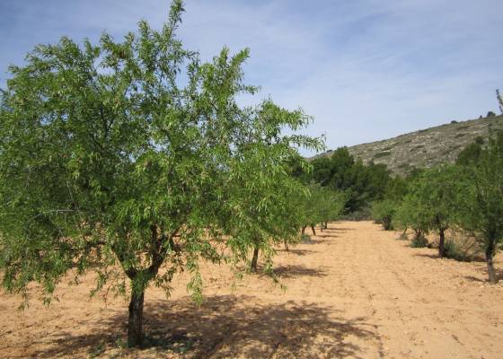 Land - Revente - Yecla - Yecla