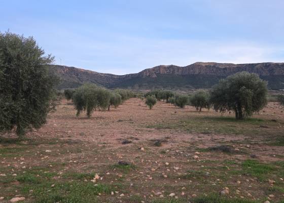 Land - Venta - Jumilla - Jumilla