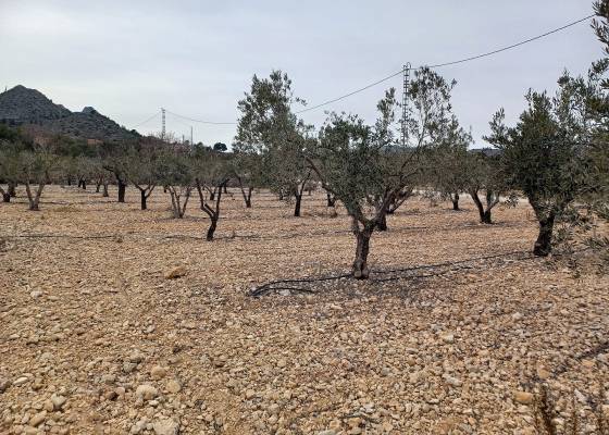 Land - Venta - La Romana - La Romana