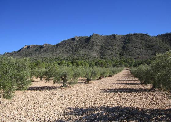 Land - Venta - Yecla - IV-35430