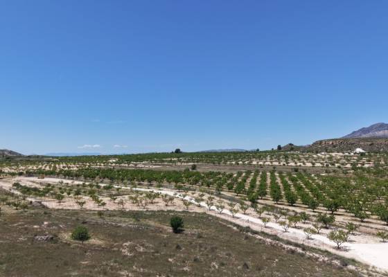 Land - Wederverkoop - Pinoso - 