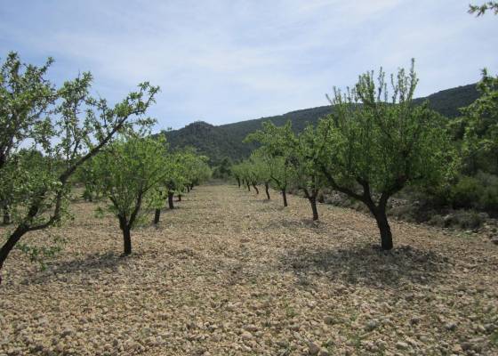 Land - Wederverkoop - Yecla - Yecla