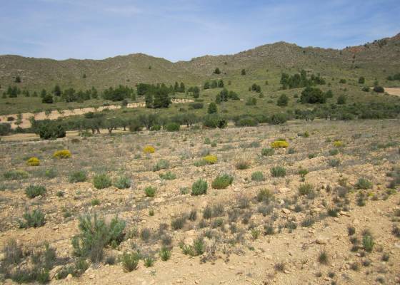 Land - Wederverkoop - Yecla - Yecla