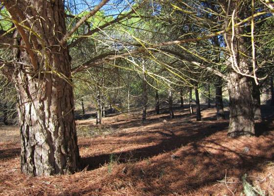 Land - Wederverkoop - Yecla - Yecla