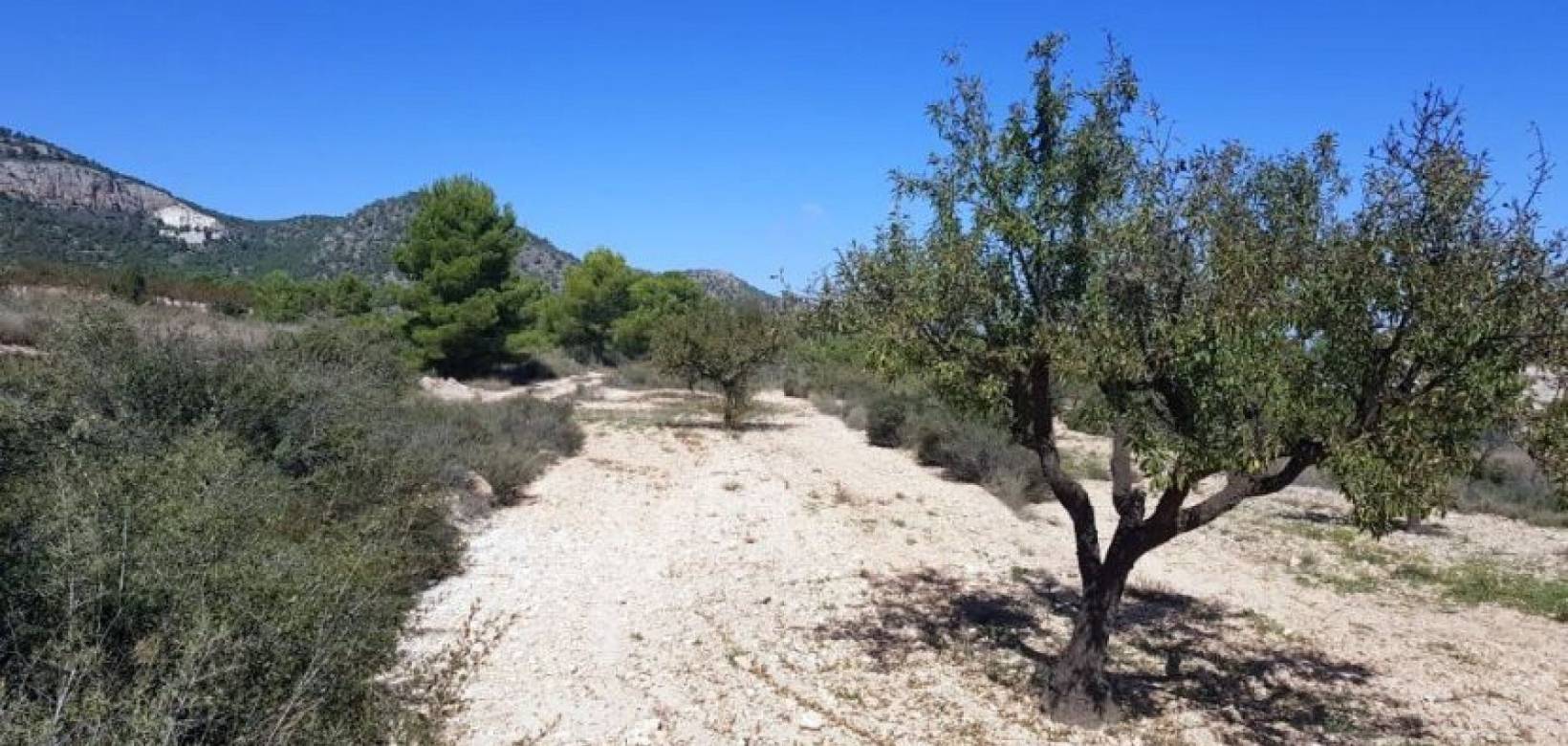 New Build - Detached villa - Monovar