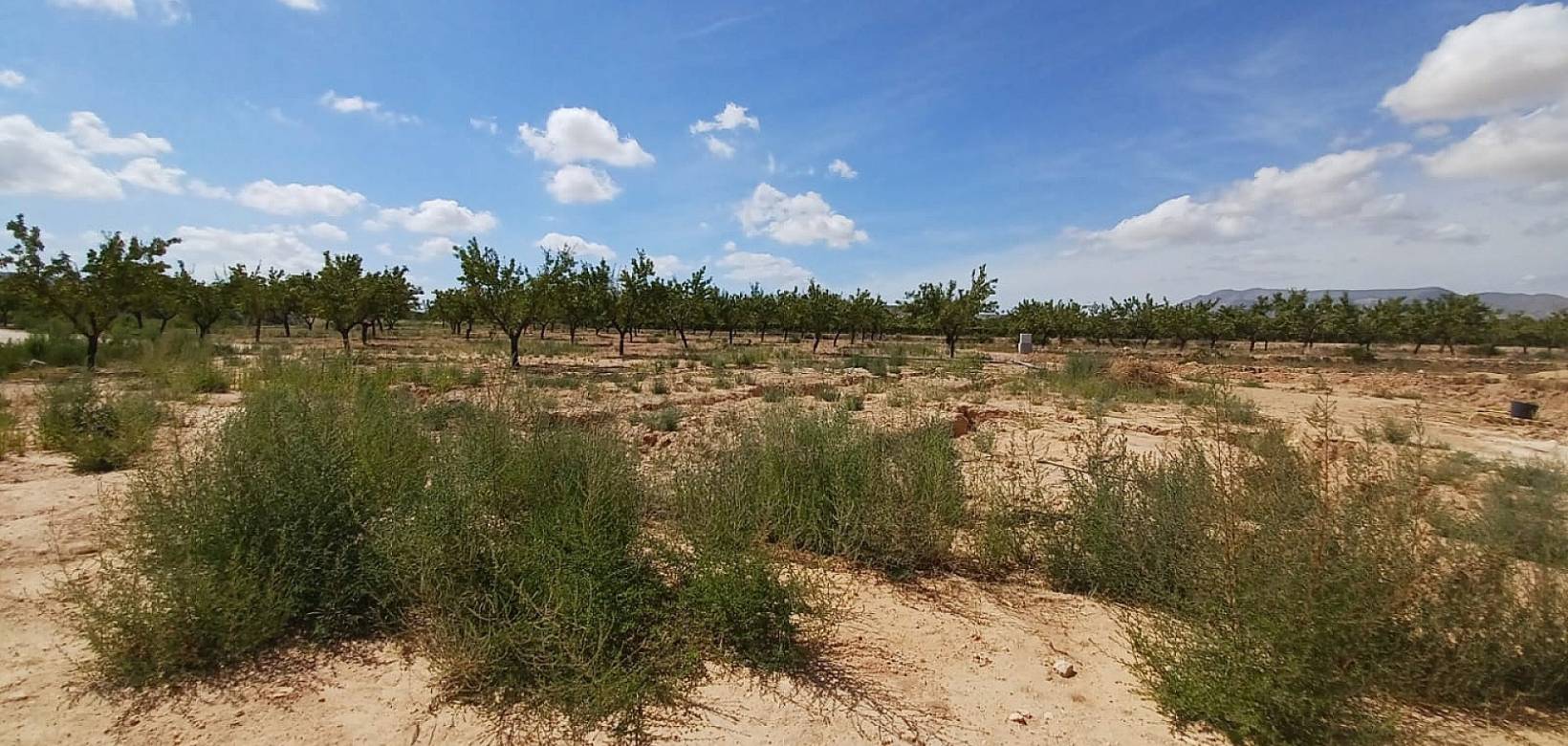 New Build - Villa - Pinoso