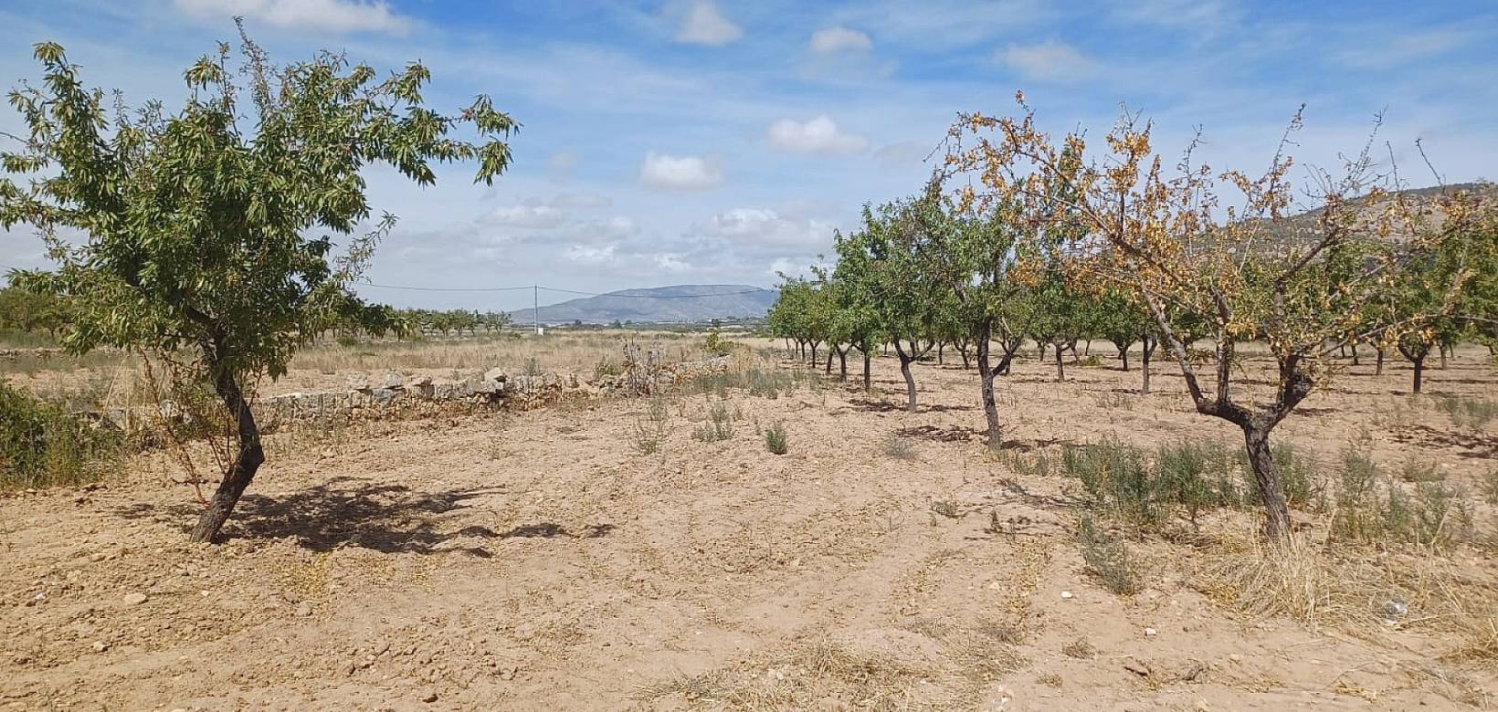 New Build - Villa - Pinoso