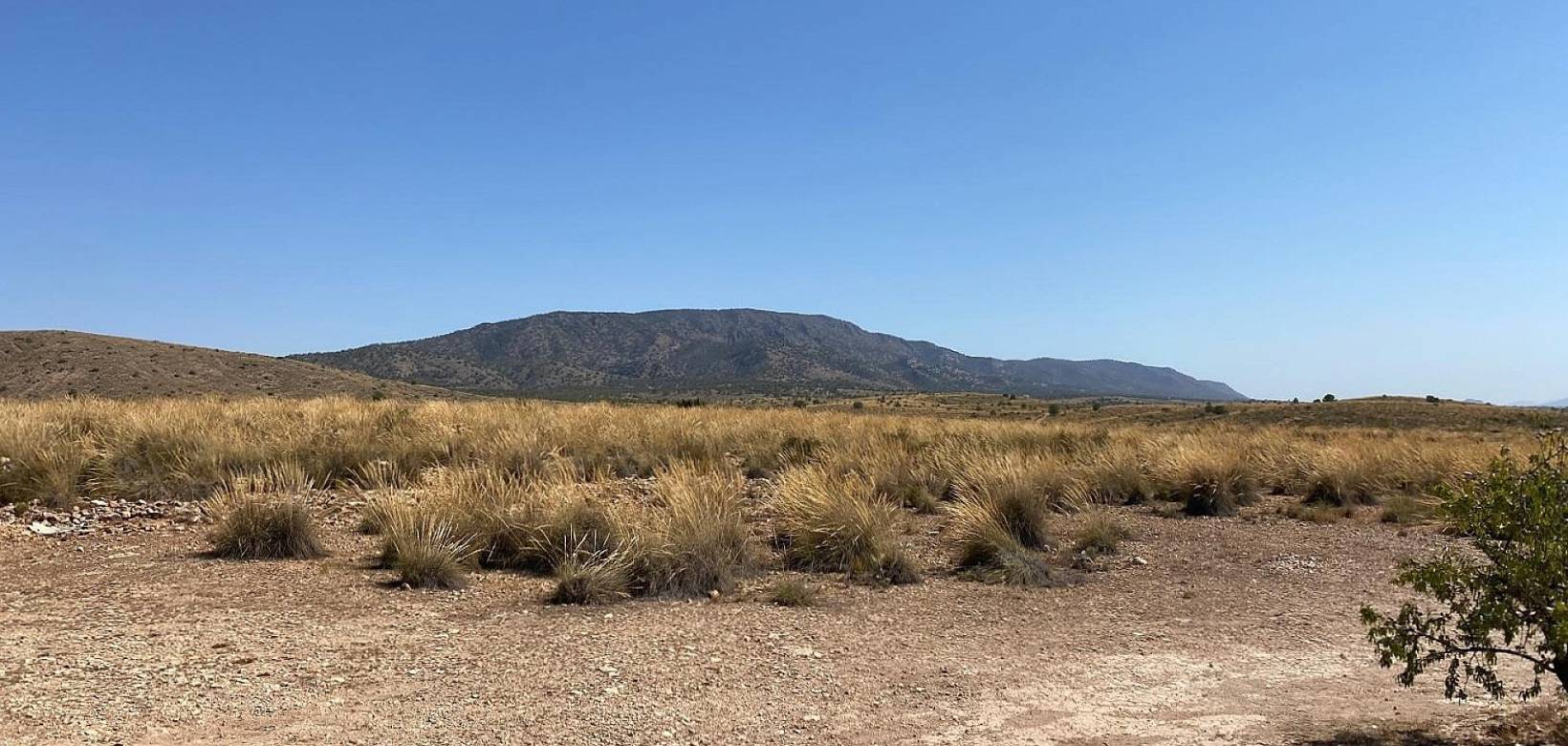 Nieuw gebouw - Villa - Pinoso - 