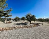 Nieuw gebouw - Villa - Pinoso - 