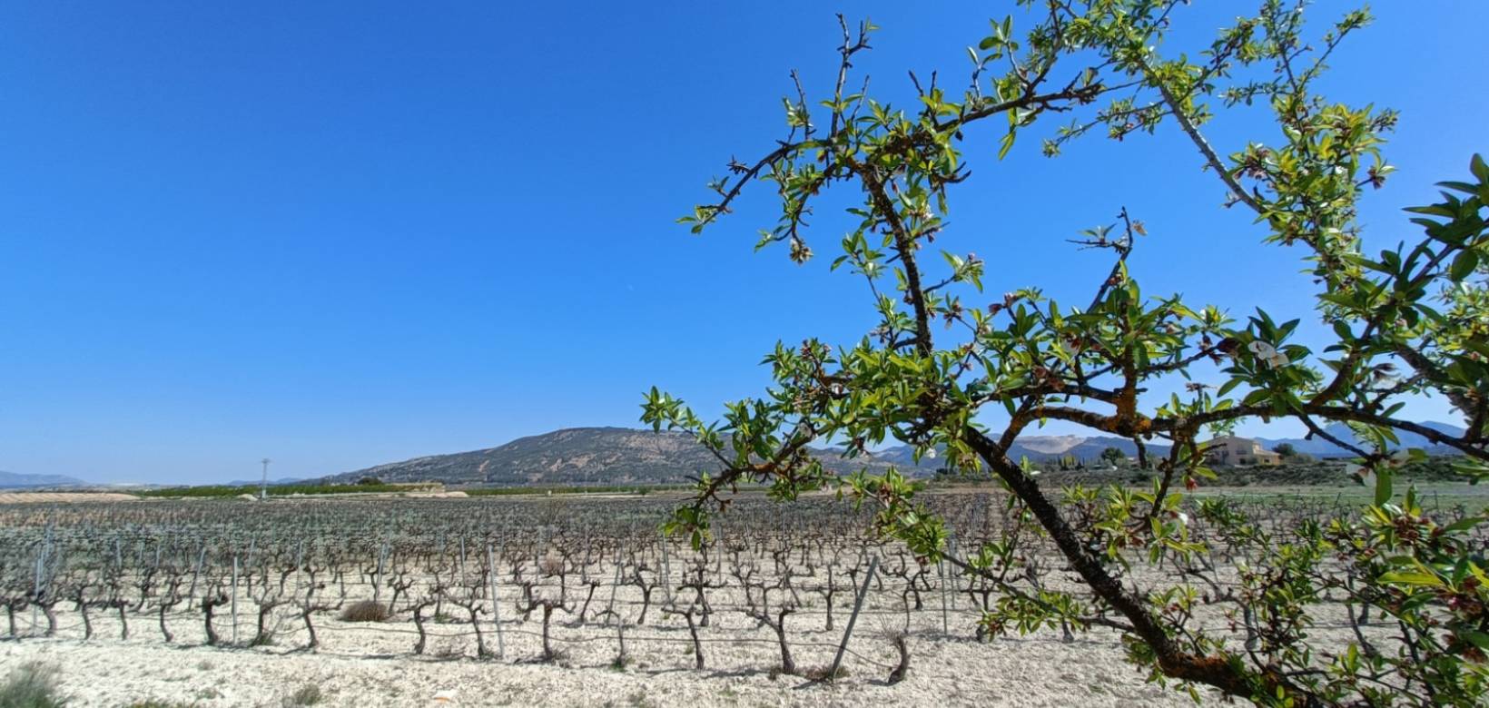 Nieuw gebouw - Villa - Pinoso - 