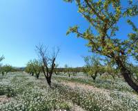 Nieuw gebouw - Villa - Pinoso - 