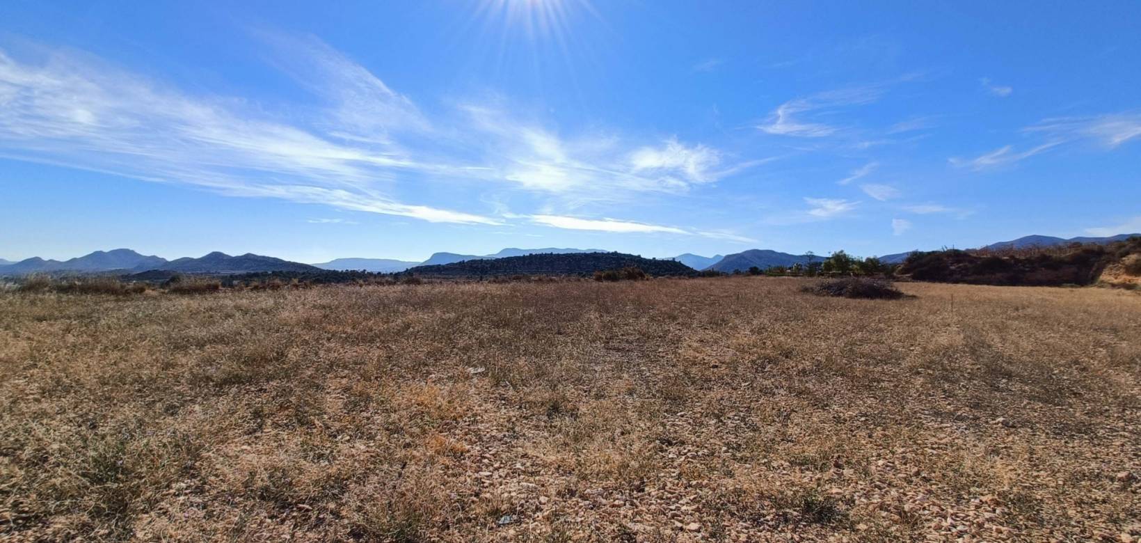 Nouvelle construction - Villa - Novelda