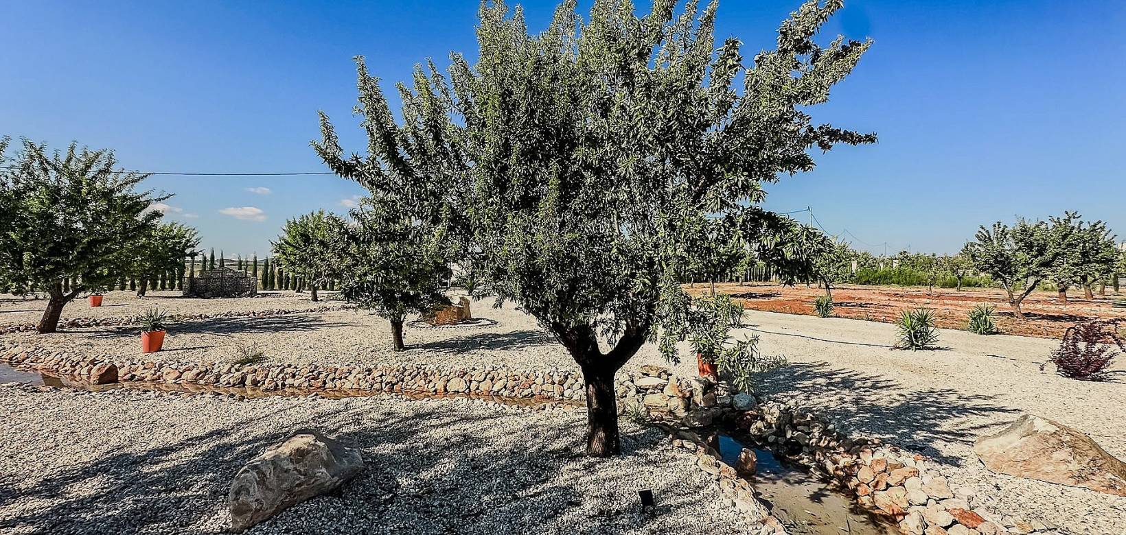 Nouvelle construction - Villa - Pinoso  - Pinoso