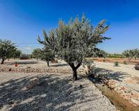 Nouvelle construction - Villa - Pinoso  - Pinoso