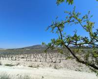 Nouvelle construction - Villa - Pinoso  - Pinoso