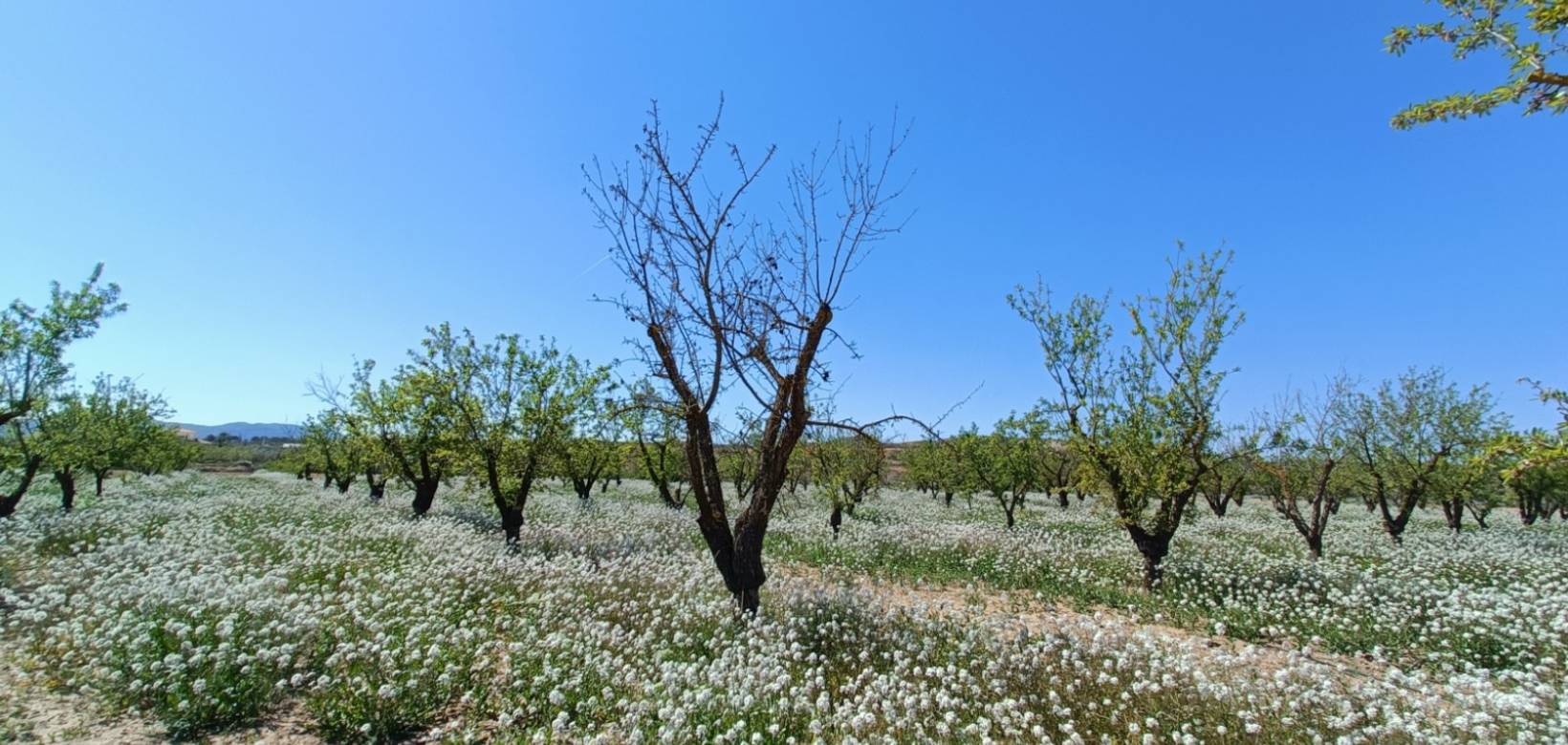 Nouvelle construction - Villa - Pinoso  - Pinoso