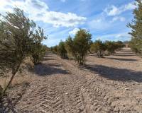 Nueva construcción  - Chalet - Macisvenda