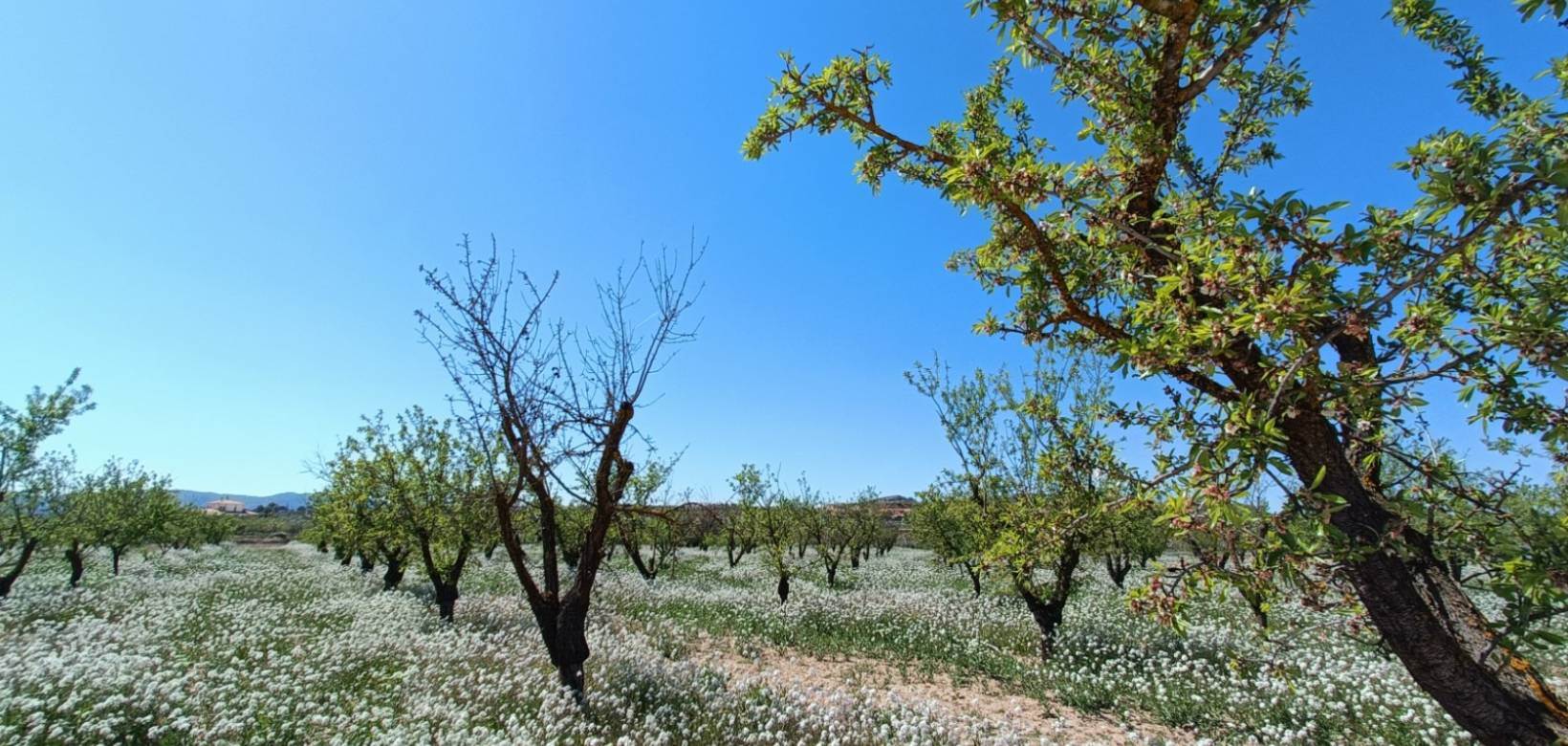 Nueva construcción  - Chalet - Pinoso