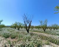 Nueva construcción  - Chalet - Pinoso