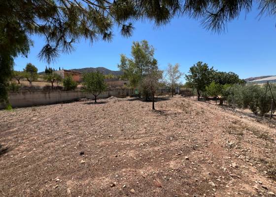 Parcelle - Revente - Algueña - AM-ALGRAUPLOT