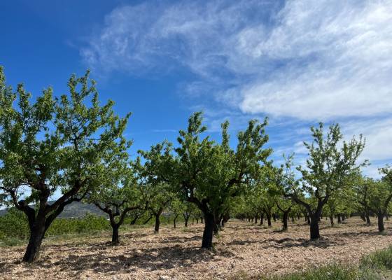 Plot / Land - Resale - Hondón de los Frailes - Hondón de los Frailes