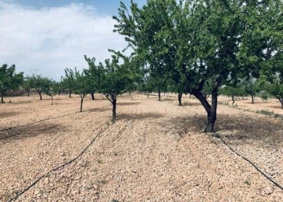 Plot / Land - Wederverkoop - La Romana - La Romana