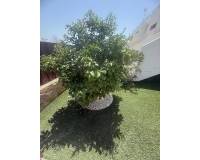 Resale - Apartment - Los Montesinos