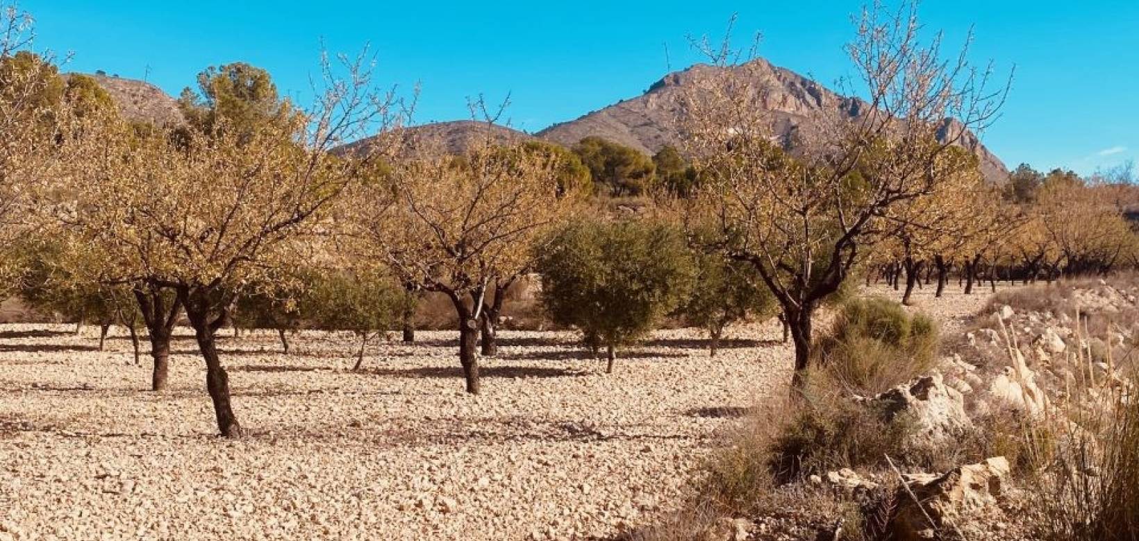 Resale - Cave home - Barinas