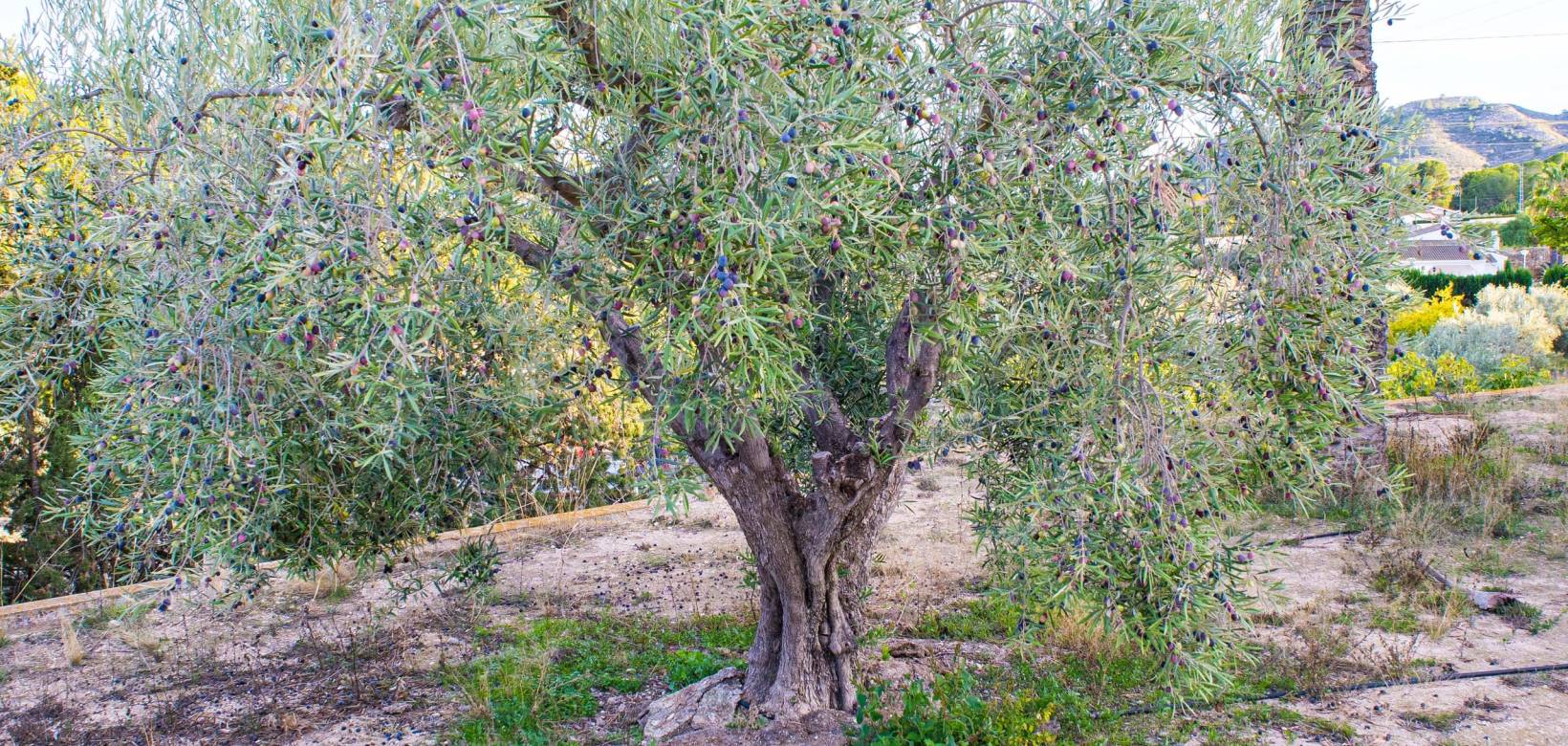 Resale - Country home - Monòver - Camí de Beties 5 be