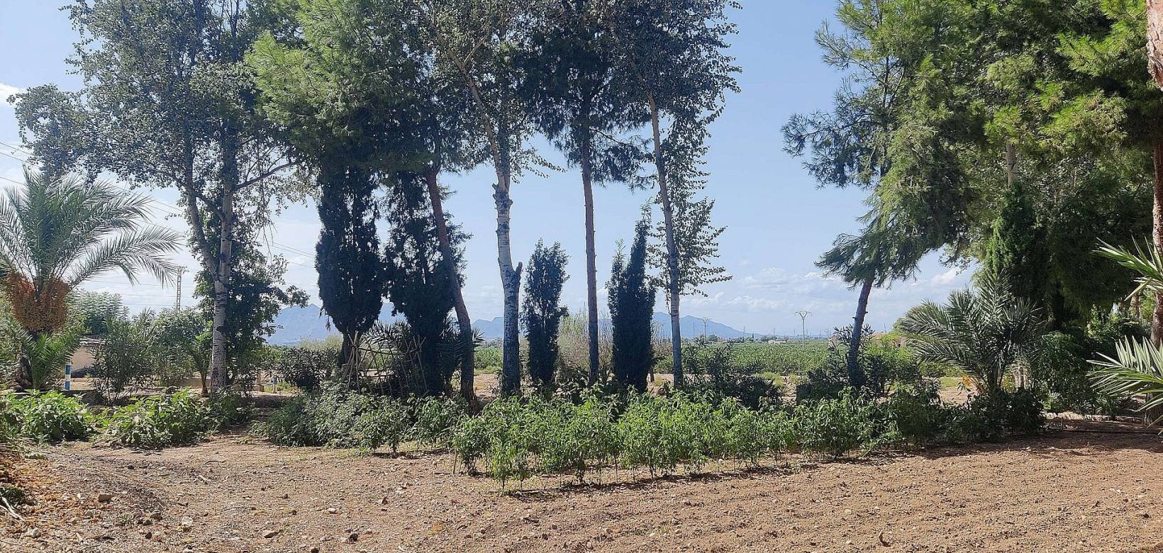 Resale - Country house - Crevillente